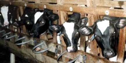 vealcalves Calves in veal crates. (Image from the Humane Society of the United States.)